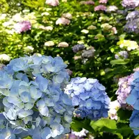 矢田寺の写真・動画_image_283367