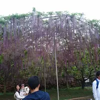 あしかがフラワーパークの写真・動画_image_284445