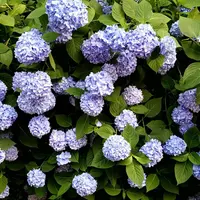 卯辰山花菖蒲園の写真・動画_image_285903