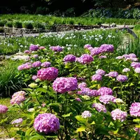 卯辰山花菖蒲園の写真・動画_image_285905