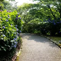 卯辰山花菖蒲園の写真・動画_image_285906