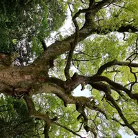 熱田神宮の写真・動画_image_287623