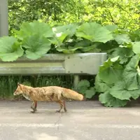 星野リゾート トマム ホタルストリートの写真・動画_image_290239