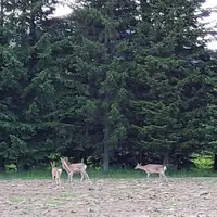 星野リゾート トマム ホタルストリートの写真・動画_image_290240