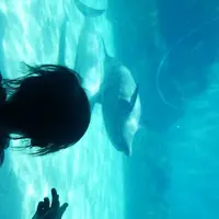 名古屋港水族館の写真・動画_image_299340