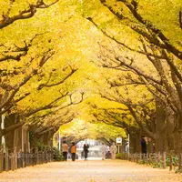 明治神宮外苑いちょう並木の写真・動画_image_30855