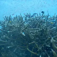 スマイルフィッシュ Smile Fish IRIOMOTEJIMAの写真・動画_image_312463