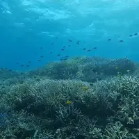 スマイルフィッシュ Smile Fish IRIOMOTEJIMAの写真・動画_image_312464