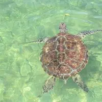 シギラベイサイドスイート アラマンダの写真・動画_image_316013