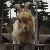 浅間牧場茶屋の写真・動画_image_316974