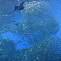 仙台うみの杜水族館の写真・動画_image_334803