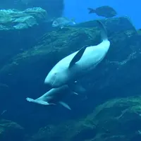 仙台うみの杜水族館の写真・動画_image_334804