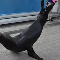 仙台うみの杜水族館の写真・動画_image_334806