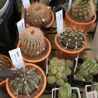 Cotoha（コトハ）の写真・動画_image_33755