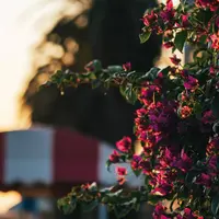 橘公園の写真・動画_image_341476