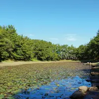 阿波岐原森林公園のハナショウブの写真・動画_image_341478