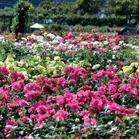 こどものくにの写真・動画_image_341479