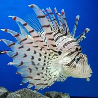 淡島マリンパークの写真・動画_image_3438