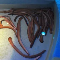 淡島マリンパークの写真・動画_image_3439