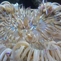 淡島マリンパークの写真・動画_image_3440