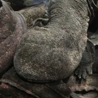 京都水族館の写真・動画_image_3441