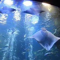 京都水族館の写真・動画_image_3444