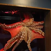 京都水族館の写真・動画_image_3446