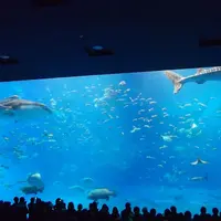 沖縄美ら海水族館の写真・動画_image_3471