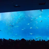 沖縄美ら海水族館の写真・動画_image_3472