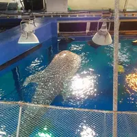 沖縄美ら海水族館の写真・動画_image_3474