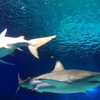 沖縄美ら海水族館の写真・動画_image_3475