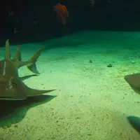 沖縄美ら海水族館の写真・動画_image_3476