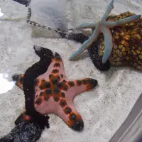 沖縄美ら海水族館の写真・動画_image_3477