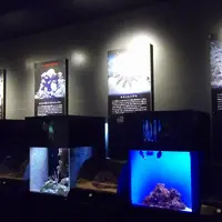 沖縄美ら海水族館の写真・動画_image_3478