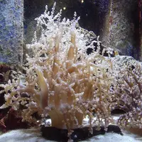 沖縄美ら海水族館の写真・動画_image_3479