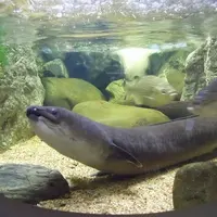 沖縄美ら海水族館の写真・動画_image_3480
