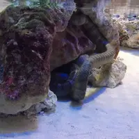 沖縄美ら海水族館の写真・動画_image_3481