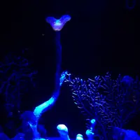 沖縄美ら海水族館の写真・動画_image_3482