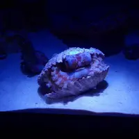 沖縄美ら海水族館の写真・動画_image_3485