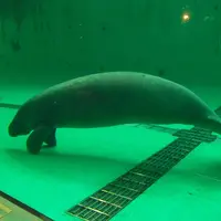 沖縄美ら海水族館の写真・動画_image_3486