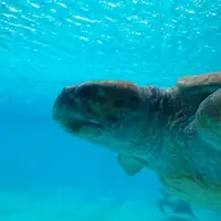 沖縄美ら海水族館の写真・動画_image_3487