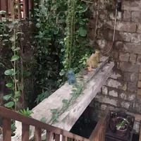 阿妹茶楼の写真・動画_image_350017