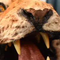 ベンの家の写真・動画_image_351492