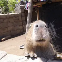 伊豆シャボテン動物公園の写真・動画_image_36670