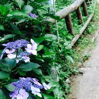 雨滝の写真・動画_image_36926