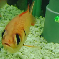 夢みなとタワーの写真・動画_image_38360