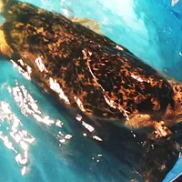 夢みなとタワーの写真・動画_image_38362