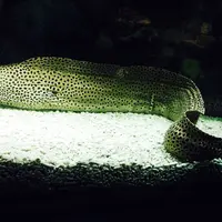 夢みなとタワーの写真・動画_image_38364