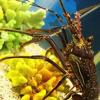 夢みなとタワーの写真・動画_image_38366
