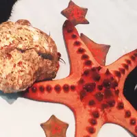 夢みなとタワーの写真・動画_image_38367